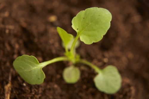 Teelt en Technologie