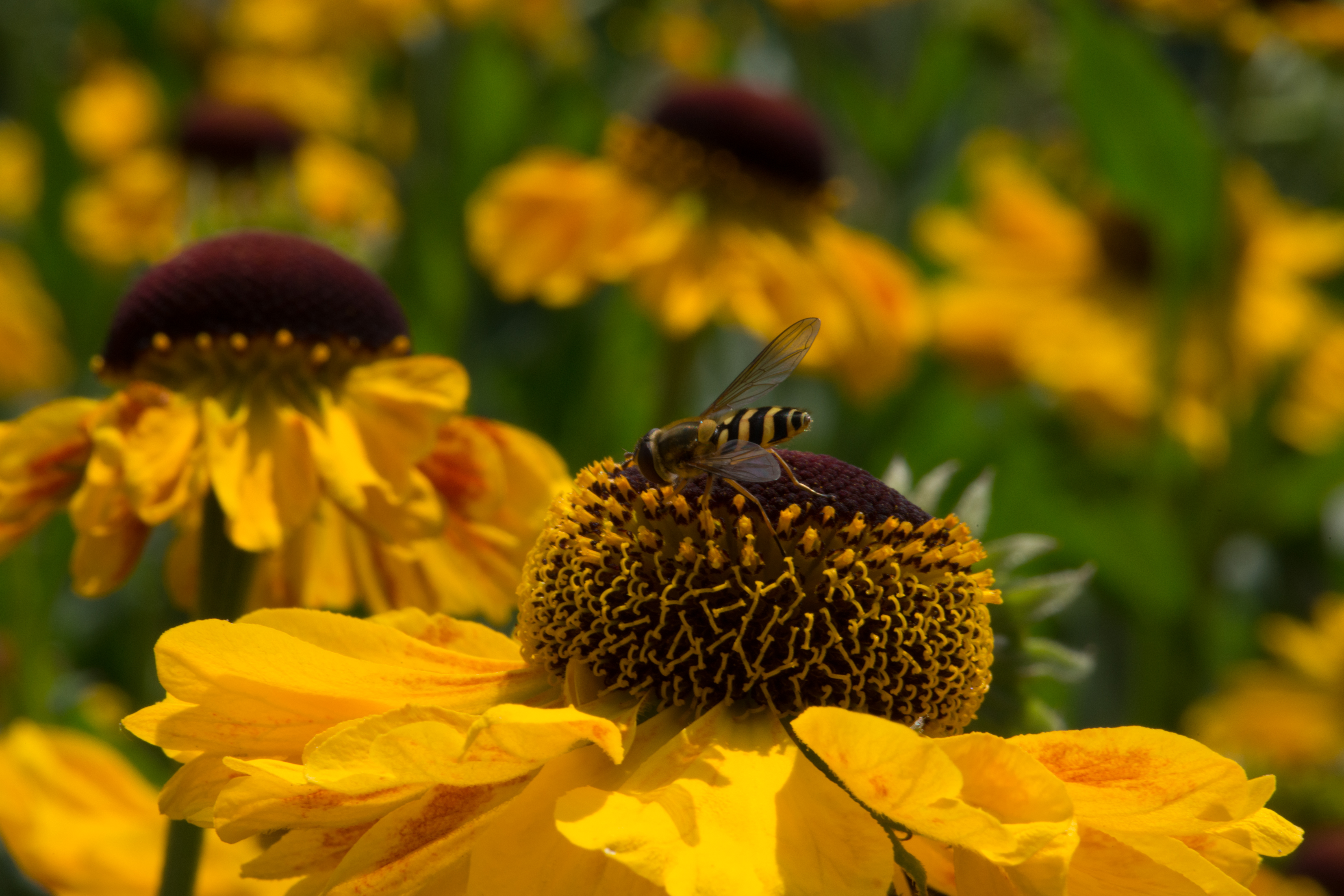 wet natuurbescherming