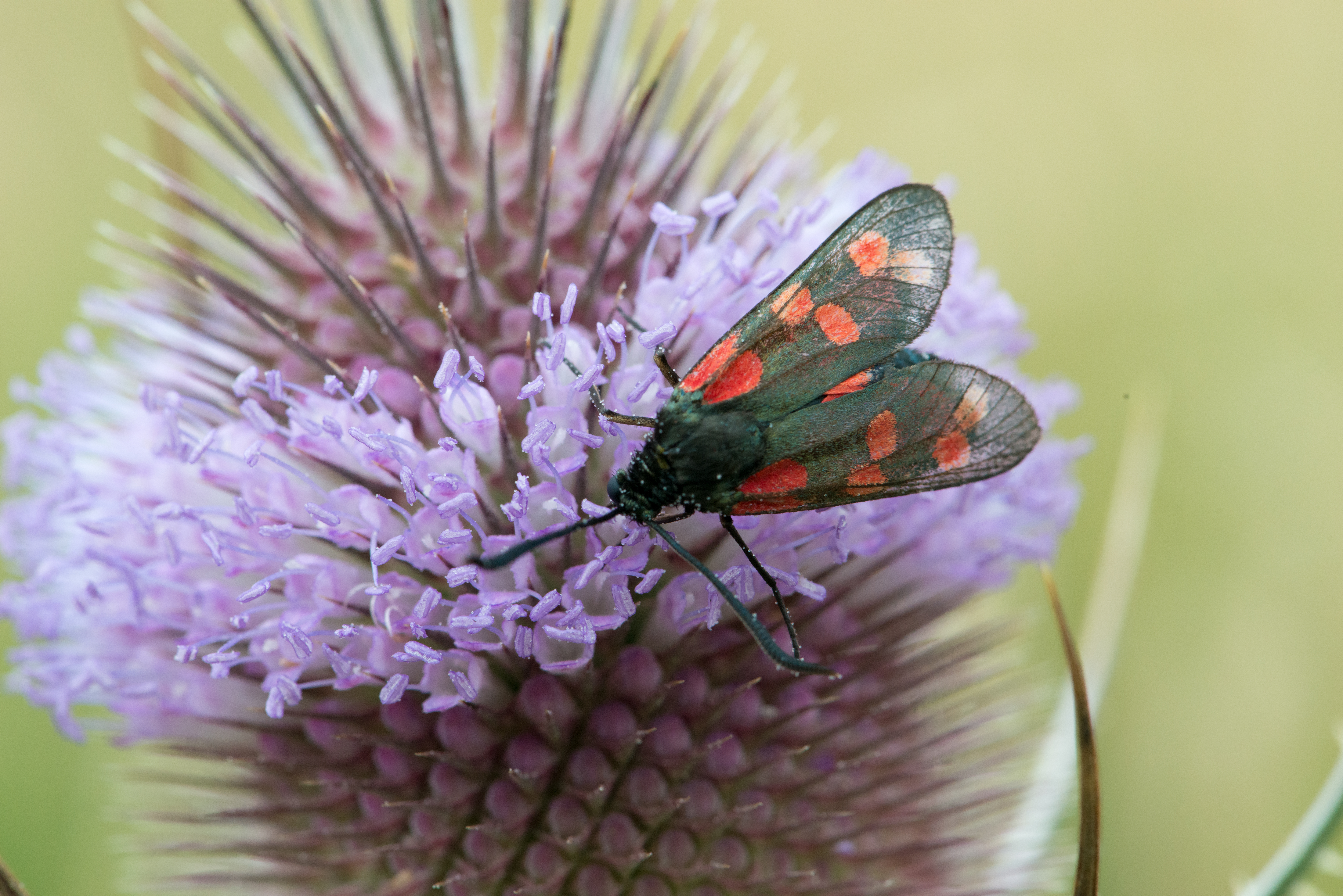 wet natuurbescherming niveau